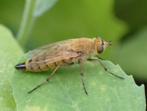 Thereva nobilitata